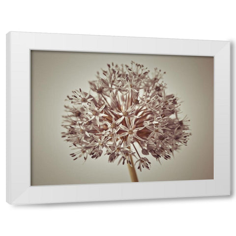 Allium flower White Modern Wood Framed Art Print by Frank, Assaf