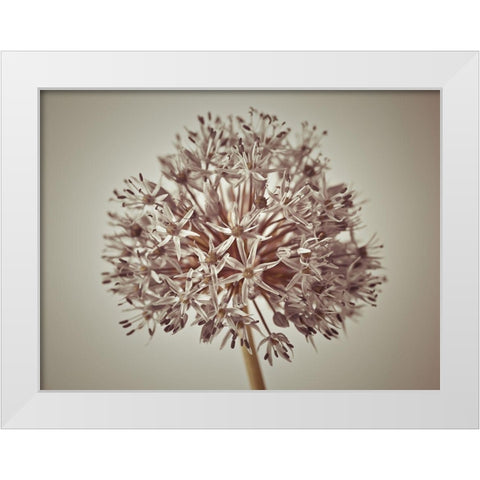 Allium flower White Modern Wood Framed Art Print by Frank, Assaf