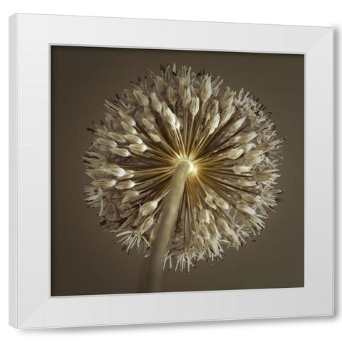 Allium flower White Modern Wood Framed Art Print by Frank, Assaf