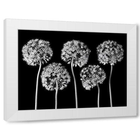Allium flowers White Modern Wood Framed Art Print by Frank, Assaf