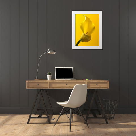 Calla Lily White Modern Wood Framed Art Print by Frank, Assaf