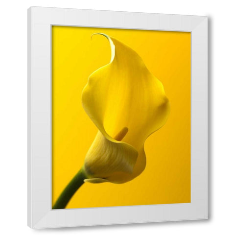 Calla Lily White Modern Wood Framed Art Print by Frank, Assaf