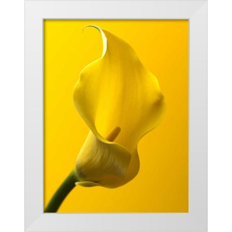 Calla Lily White Modern Wood Framed Art Print by Frank, Assaf
