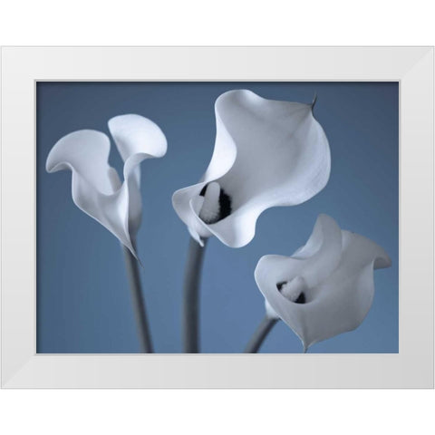 Three Calla Lilies White Modern Wood Framed Art Print by Frank, Assaf