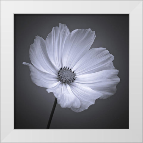 Cosmos flower White Modern Wood Framed Art Print by Frank, Assaf