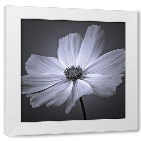 Cosmos flower White Modern Wood Framed Art Print by Frank, Assaf