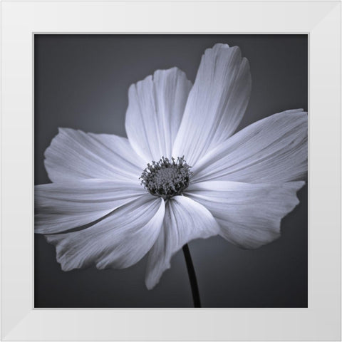 Cosmos flower White Modern Wood Framed Art Print by Frank, Assaf