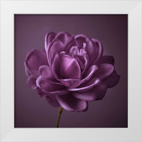 Single rose flower White Modern Wood Framed Art Print by Frank, Assaf