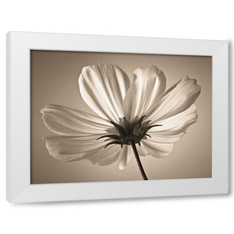 Cosmos flower White Modern Wood Framed Art Print by Frank, Assaf