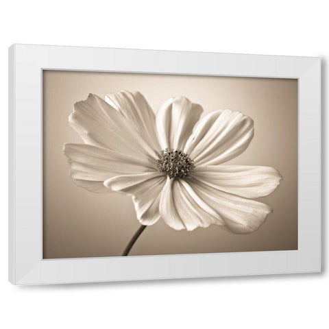 Cosmos flower White Modern Wood Framed Art Print by Frank, Assaf