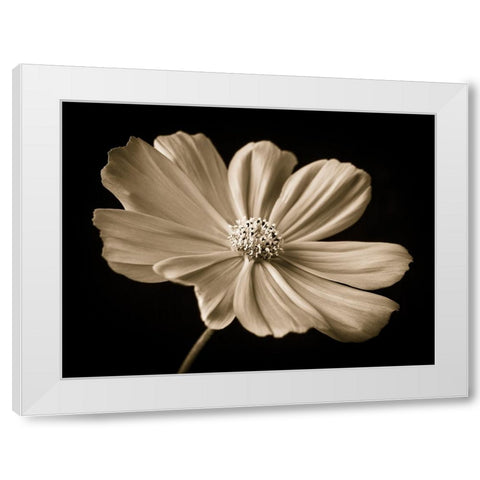Cosmos flower White Modern Wood Framed Art Print by Frank, Assaf