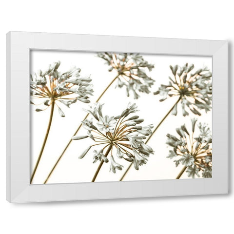 African Lilies White Modern Wood Framed Art Print by Frank, Assaf