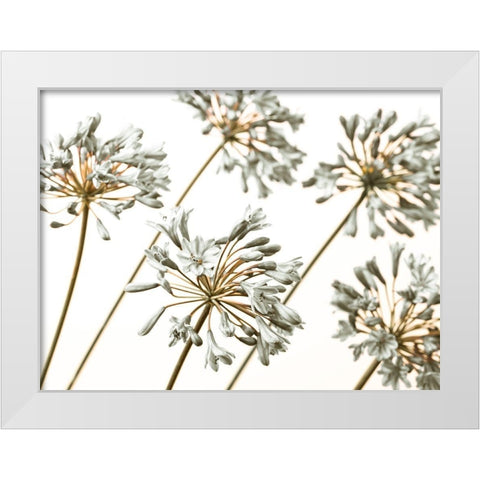 African Lilies White Modern Wood Framed Art Print by Frank, Assaf