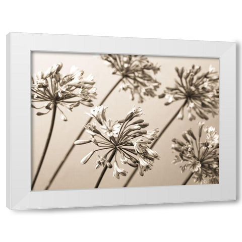 African Lilies White Modern Wood Framed Art Print by Frank, Assaf