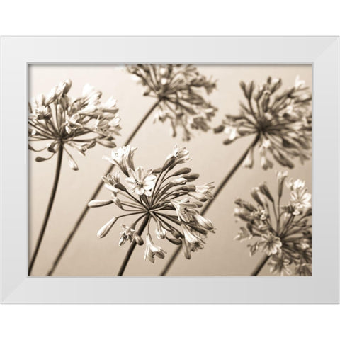 African Lilies White Modern Wood Framed Art Print by Frank, Assaf