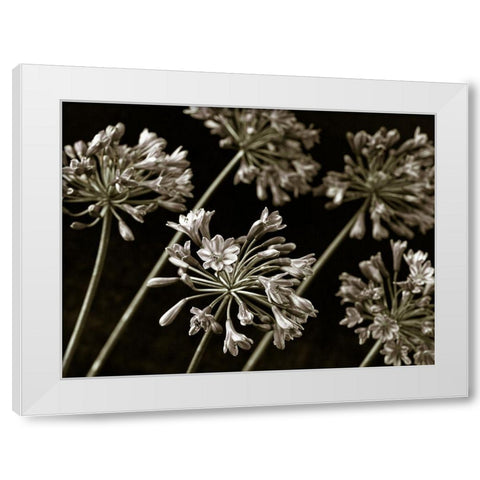 African Lilies White Modern Wood Framed Art Print by Frank, Assaf
