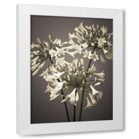 African Lilies White Modern Wood Framed Art Print by Frank, Assaf