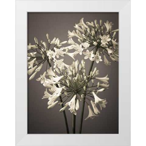 African Lilies White Modern Wood Framed Art Print by Frank, Assaf
