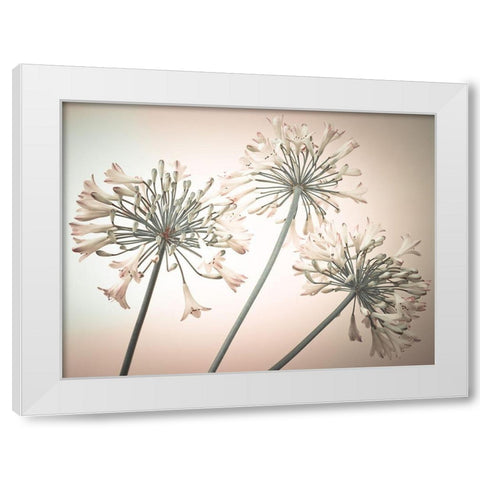 African Lilies White Modern Wood Framed Art Print by Frank, Assaf
