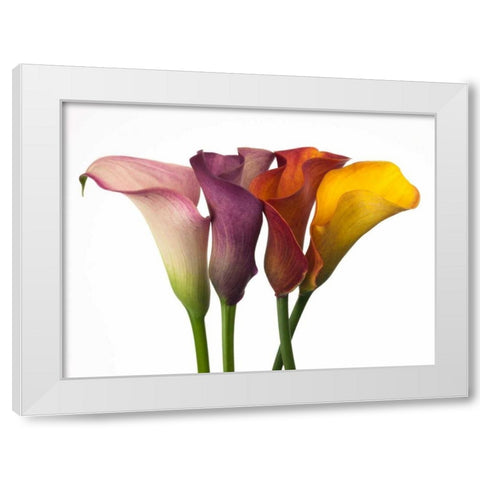 Four calla lilies White Modern Wood Framed Art Print by Frank, Assaf