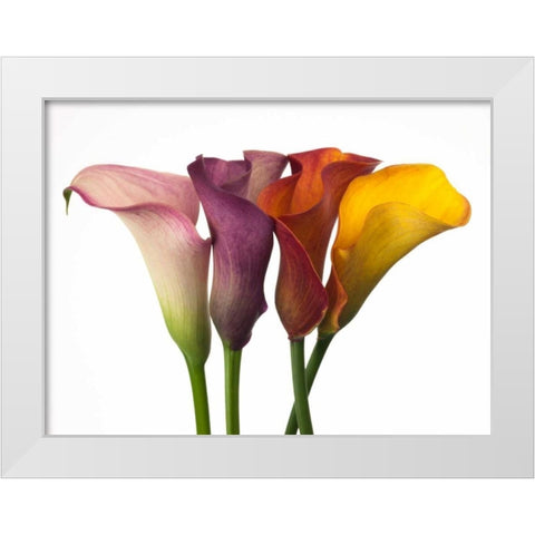 Four calla lilies White Modern Wood Framed Art Print by Frank, Assaf