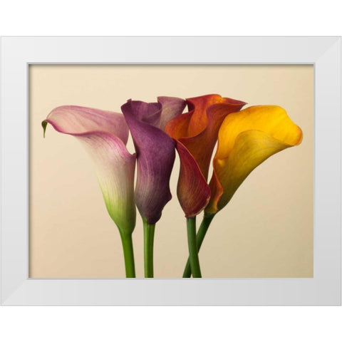 Four calla lilies White Modern Wood Framed Art Print by Frank, Assaf