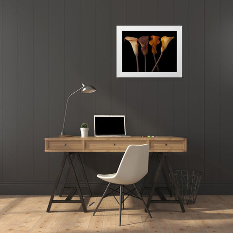Four calla lilies White Modern Wood Framed Art Print by Frank, Assaf