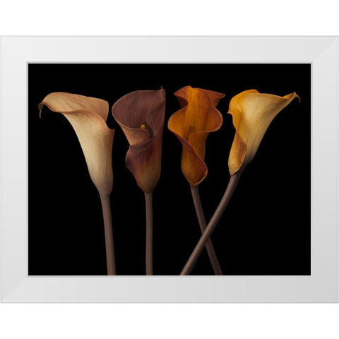 Four calla lilies White Modern Wood Framed Art Print by Frank, Assaf
