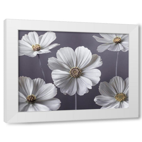 Cosmos flowers White Modern Wood Framed Art Print by Frank, Assaf