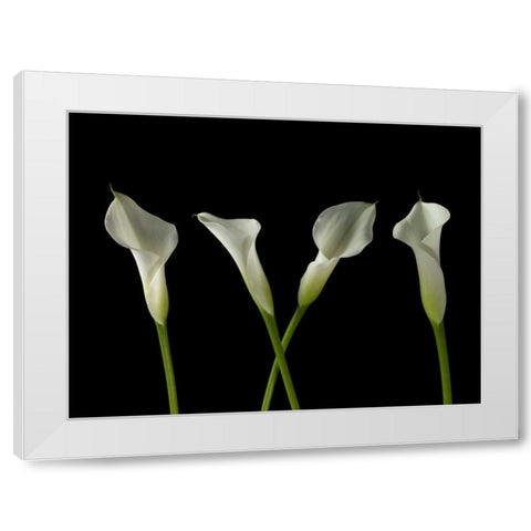 Calla lilies in a row White Modern Wood Framed Art Print by Frank, Assaf