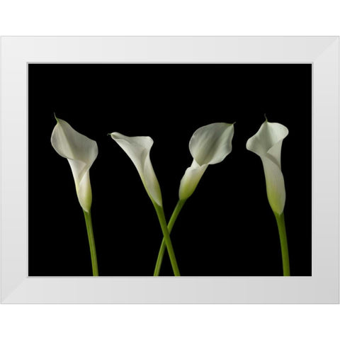 Calla lilies in a row White Modern Wood Framed Art Print by Frank, Assaf