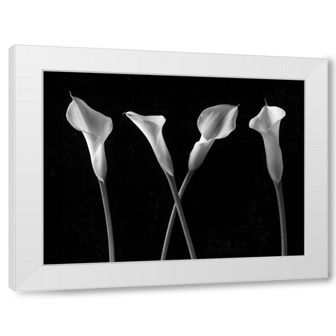 Calla lilies in a row White Modern Wood Framed Art Print by Frank, Assaf