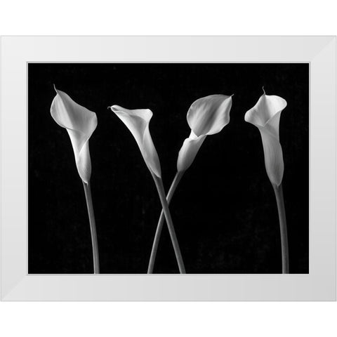 Calla lilies in a row White Modern Wood Framed Art Print by Frank, Assaf