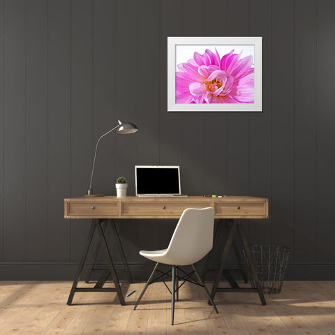 Dahlia Flower White Modern Wood Framed Art Print by Frank, Assaf