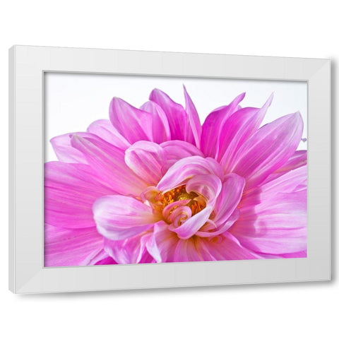 Dahlia Flower White Modern Wood Framed Art Print by Frank, Assaf
