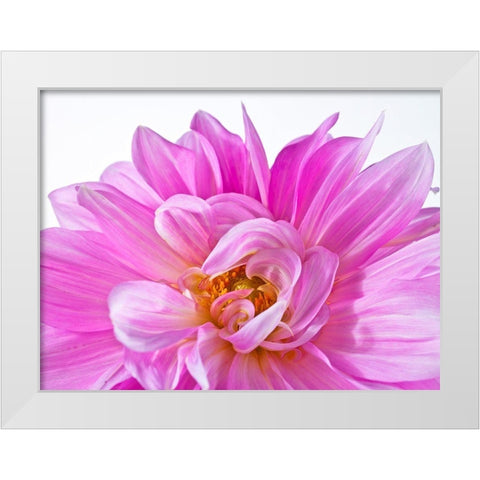 Dahlia Flower White Modern Wood Framed Art Print by Frank, Assaf