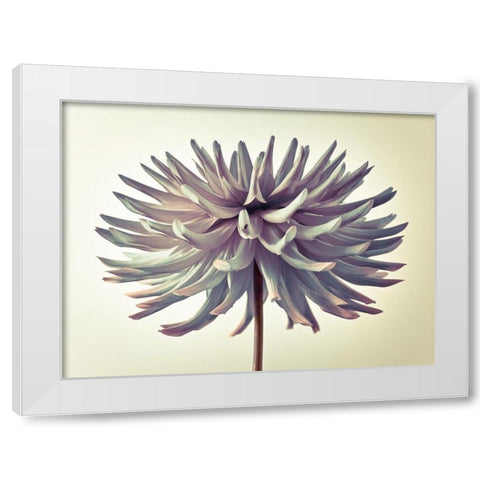 Dahlia Flower White Modern Wood Framed Art Print by Frank, Assaf
