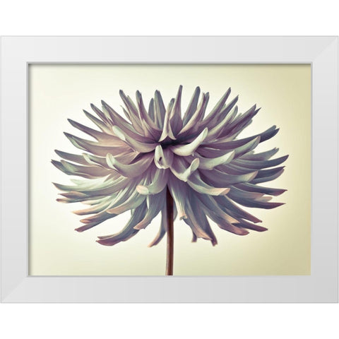 Dahlia Flower White Modern Wood Framed Art Print by Frank, Assaf