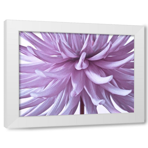 Dahlia Flower White Modern Wood Framed Art Print by Frank, Assaf