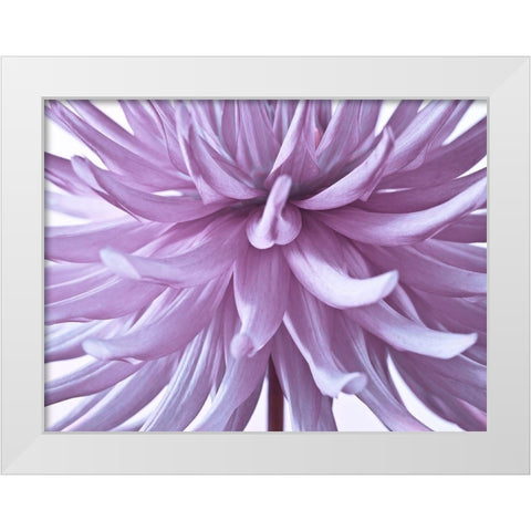 Dahlia Flower White Modern Wood Framed Art Print by Frank, Assaf