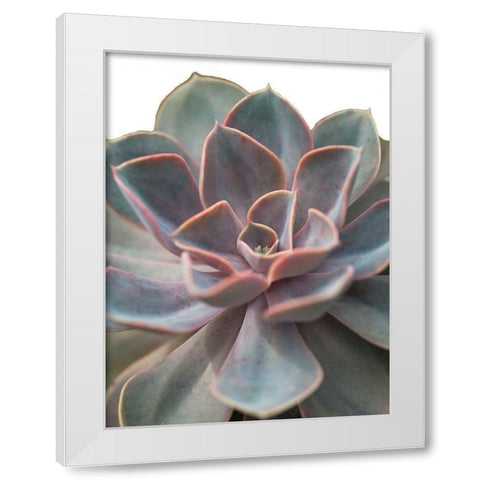 Close-up of Echeveria flower White Modern Wood Framed Art Print by Frank, Assaf