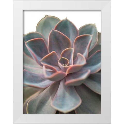 Close-up of Echeveria flower White Modern Wood Framed Art Print by Frank, Assaf