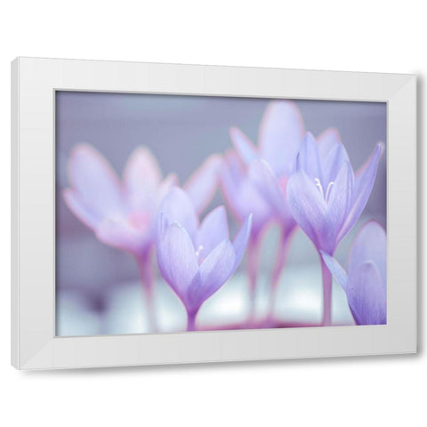 Crocus flowers White Modern Wood Framed Art Print by Frank, Assaf