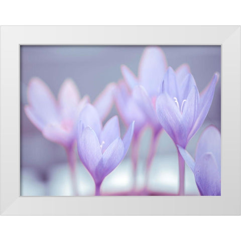Crocus flowers White Modern Wood Framed Art Print by Frank, Assaf