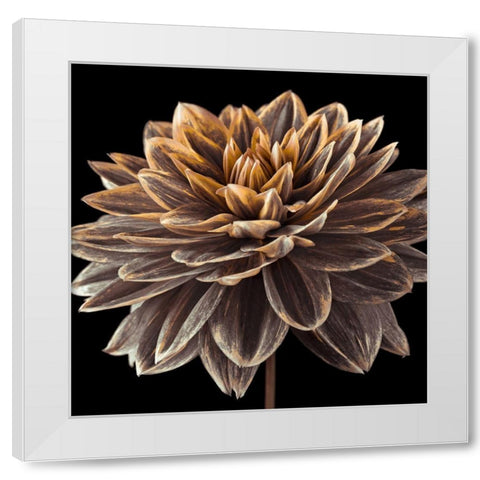 Dahlia flower close-up White Modern Wood Framed Art Print by Frank, Assaf