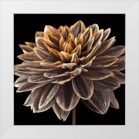 Dahlia flower close-up White Modern Wood Framed Art Print by Frank, Assaf