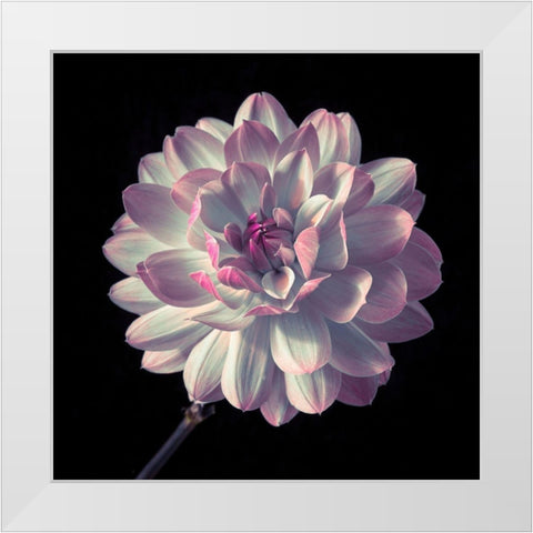 Dahlia flower close-up White Modern Wood Framed Art Print by Frank, Assaf