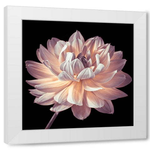 Dahlia flower close-up White Modern Wood Framed Art Print by Frank, Assaf