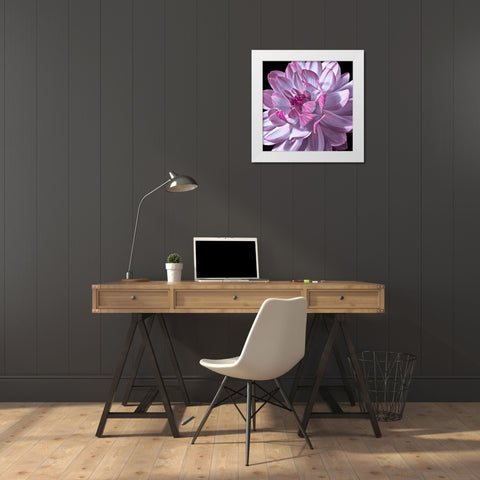 Dahlia flower close-up White Modern Wood Framed Art Print by Frank, Assaf