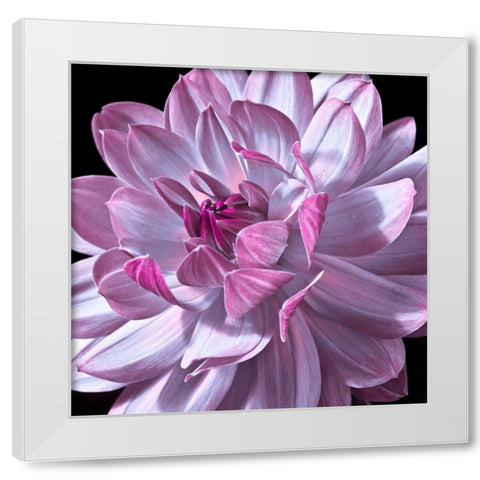 Dahlia flower close-up White Modern Wood Framed Art Print by Frank, Assaf